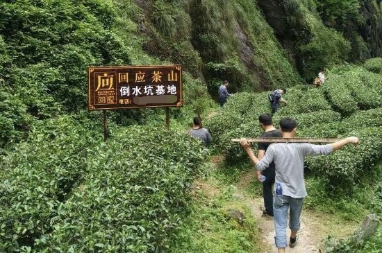 300塊錢的金駿眉能喝嗎，兩三百多金駿眉和一千多區(qū)別