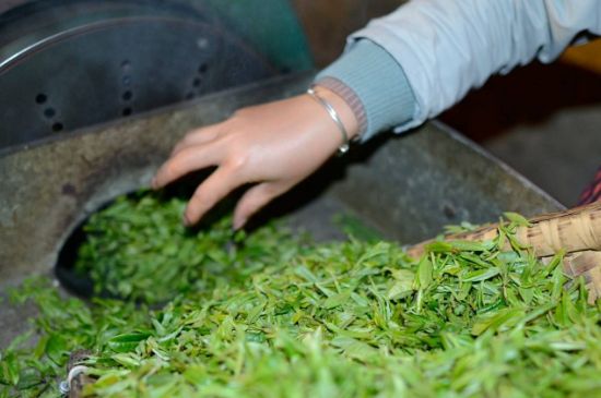 雀舌有一股青草味，雀舌為什么有青草味？