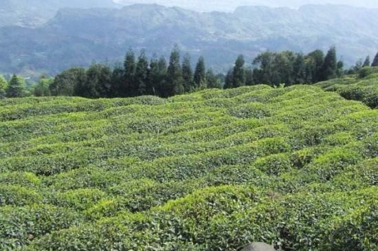 蒙頂山茶種類，蒙頂山哪種茶好？