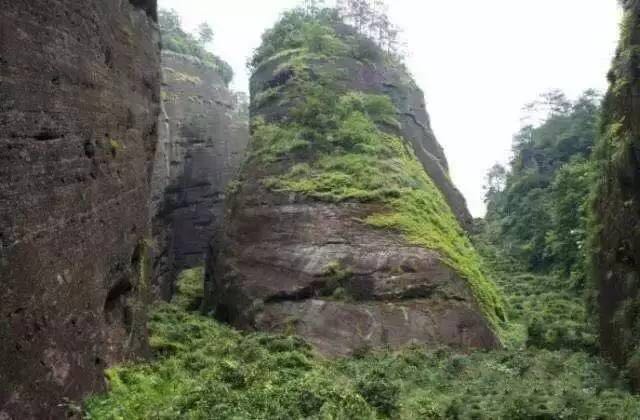 武夷山為什么盛產(chǎn)茶葉，武夷山茶為什么好喝？