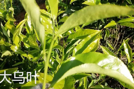 鴨屎香和大烏葉是同一種茶葉嗎，單叢大烏葉和鴨屎香有什么區(qū)別？