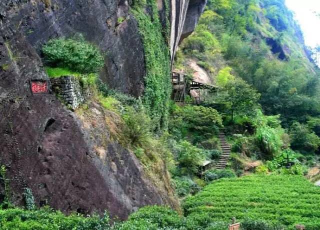 武夷山為什么盛產(chǎn)茶葉，武夷山茶為什么好喝？