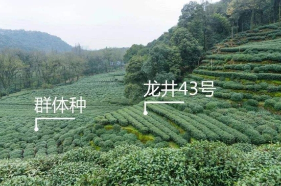 43號(hào)龍井屬于好茶嗎，龍井茶43號(hào)是什么意思？