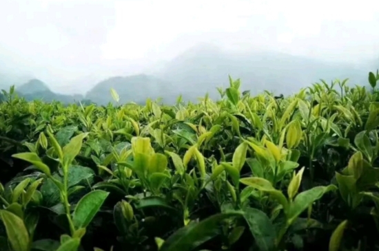 一天3杯紅茶抗癌，常飲紅茶對(duì)身體有好處！