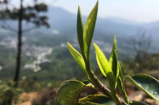 鳳凰單樅什么人不能喝，哪些人不能飲單叢茶
