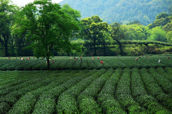 蘇州碧螺春東山好還是西山好，洞庭碧螺春西山和東山哪個(gè)好？
