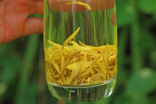 茶中奇葩黃金芽，安吉白茶中黃金芽的特點(diǎn)