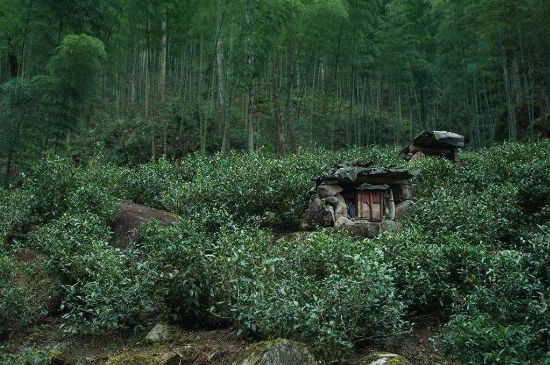 300塊錢的金駿眉能喝嗎，兩三百多金駿眉和一千多區(qū)別
