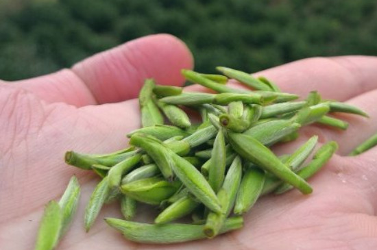 什么綠茶茶葉唇齒留香，哪個品種綠茶香氣好？