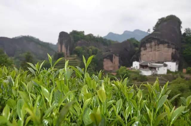武夷山為什么盛產(chǎn)茶葉，武夷山茶為什么好喝？