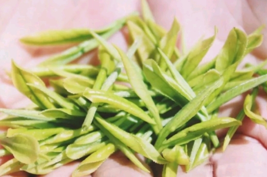龍井是明前的好還是雨前的好，明前茶和雨前茶哪個好喝？