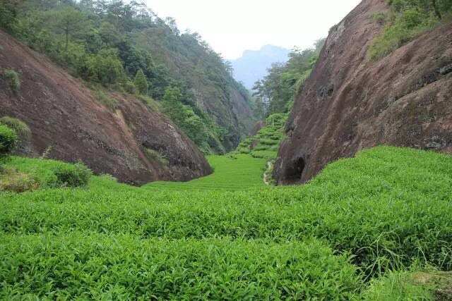 武夷山為什么盛產(chǎn)茶葉，武夷山茶為什么好喝？
