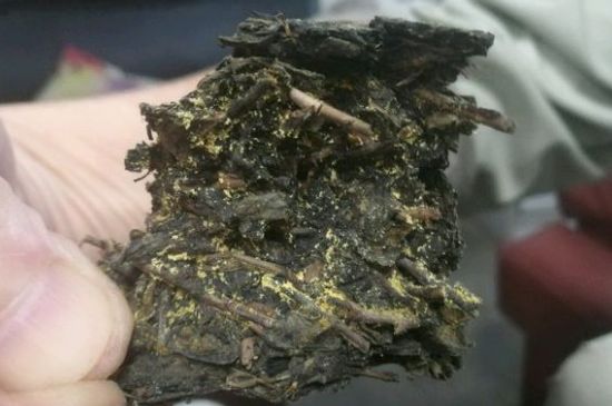 伏茶里的金花是黃曲霉素嗎，金花茯茶里的是什么菌