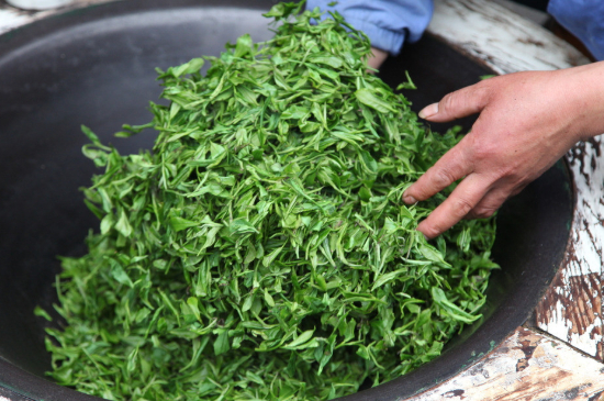 潮汕炒茶屬于什么茶，潮汕炒茶是綠茶嗎？