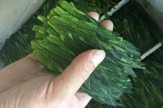 什么綠茶味道濃香，那個綠茶比較濃香？