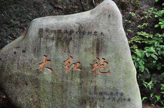 母樹大紅袍給誰喝了，為什么母樹大紅袍叫三棵六株？