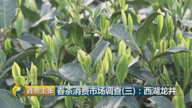 龍井群體種和43號的區(qū)別圖片，龍井43和群體種哪個好喝？