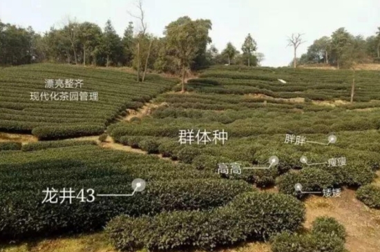 43號(hào)龍井屬于好茶嗎，龍井茶43號(hào)是什么意思？