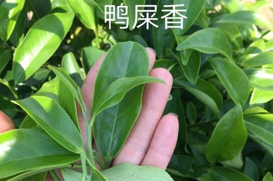 鴨屎香和大烏葉是同一種茶葉嗎，單叢大烏葉和鴨屎香有什么區(qū)別？