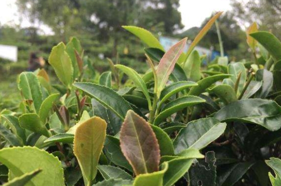 43號(hào)龍井屬于好茶嗎，龍井茶43號(hào)是什么意思？