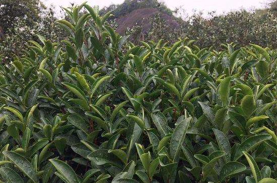 馬頭巖肉桂是大紅袍嗎，大紅袍肉桂屬于什么茶？