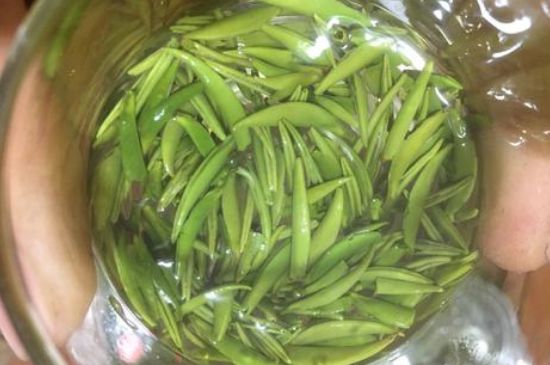 雀舌有一股青草味，雀舌為什么有青草味？