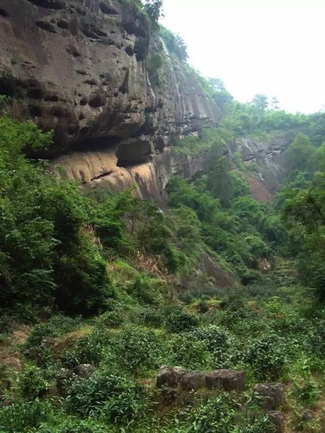武夷山為什么盛產(chǎn)茶葉，武夷山茶為什么好喝？