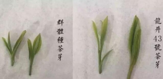 43號(hào)龍井屬于好茶嗎，龍井茶43號(hào)是什么意思？