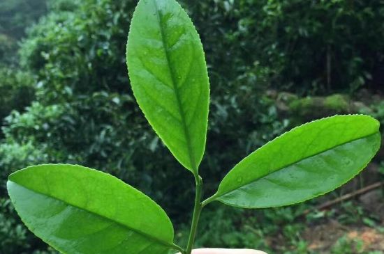 鋸朵仔跟鴨屎香哪個(gè)貴，鋸朵子和鴨屎香哪個(gè)好喝？