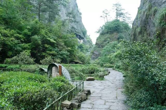 武夷山為什么盛產(chǎn)茶葉，武夷山茶為什么好喝？
