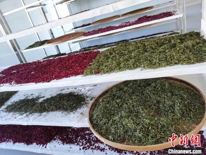 圖為王玲玲收購的各種山茶。　王鳴遠 攝